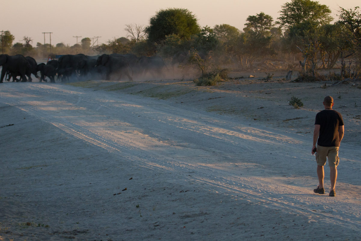 elephants