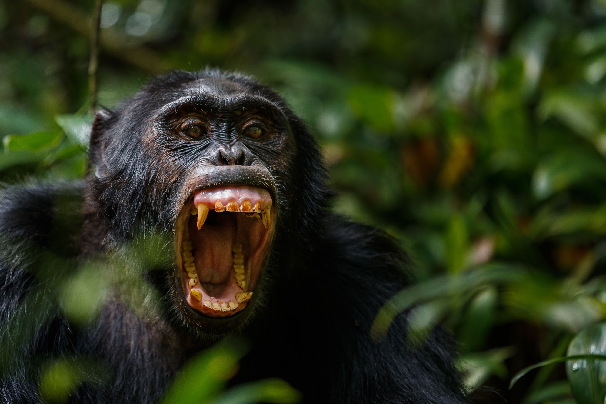 Threat display from a chimpanzee in Bwindi Impenetrable National Park, Uganda © Thorsten Hanewald