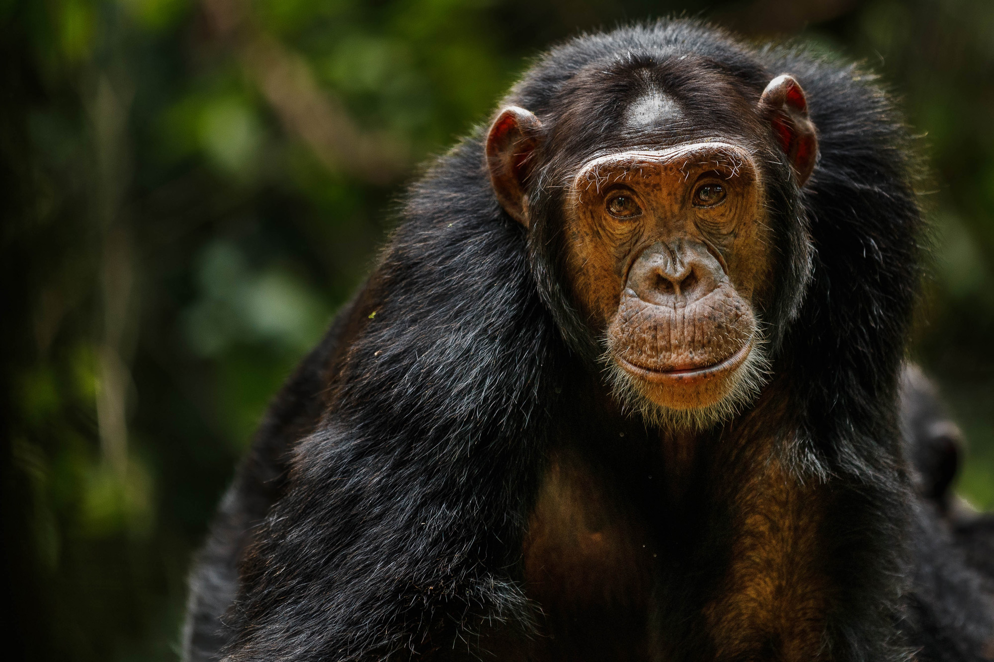 Eye to eye with a chimpanzee in Kibale National Park, Uganda © Thorsten Hanewald