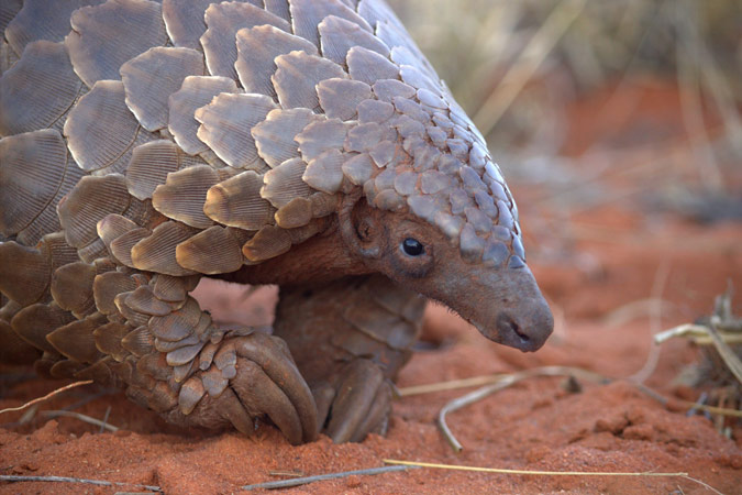 Pangolin research at Tswalu - Africa Geographic