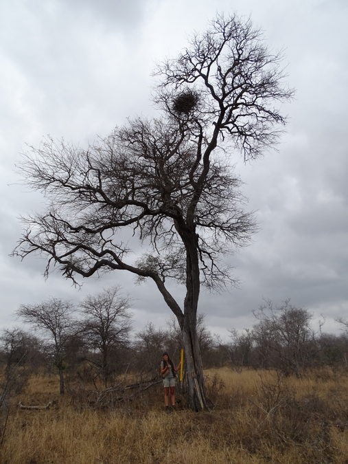 White-backed vulture nest © Elephants Alive