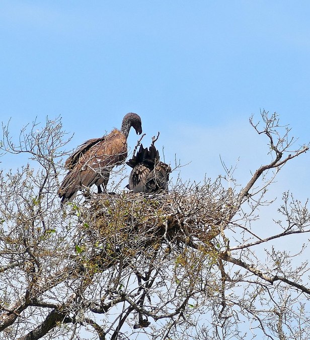 White-backed vultures feeding their chick © Bernard Dupont