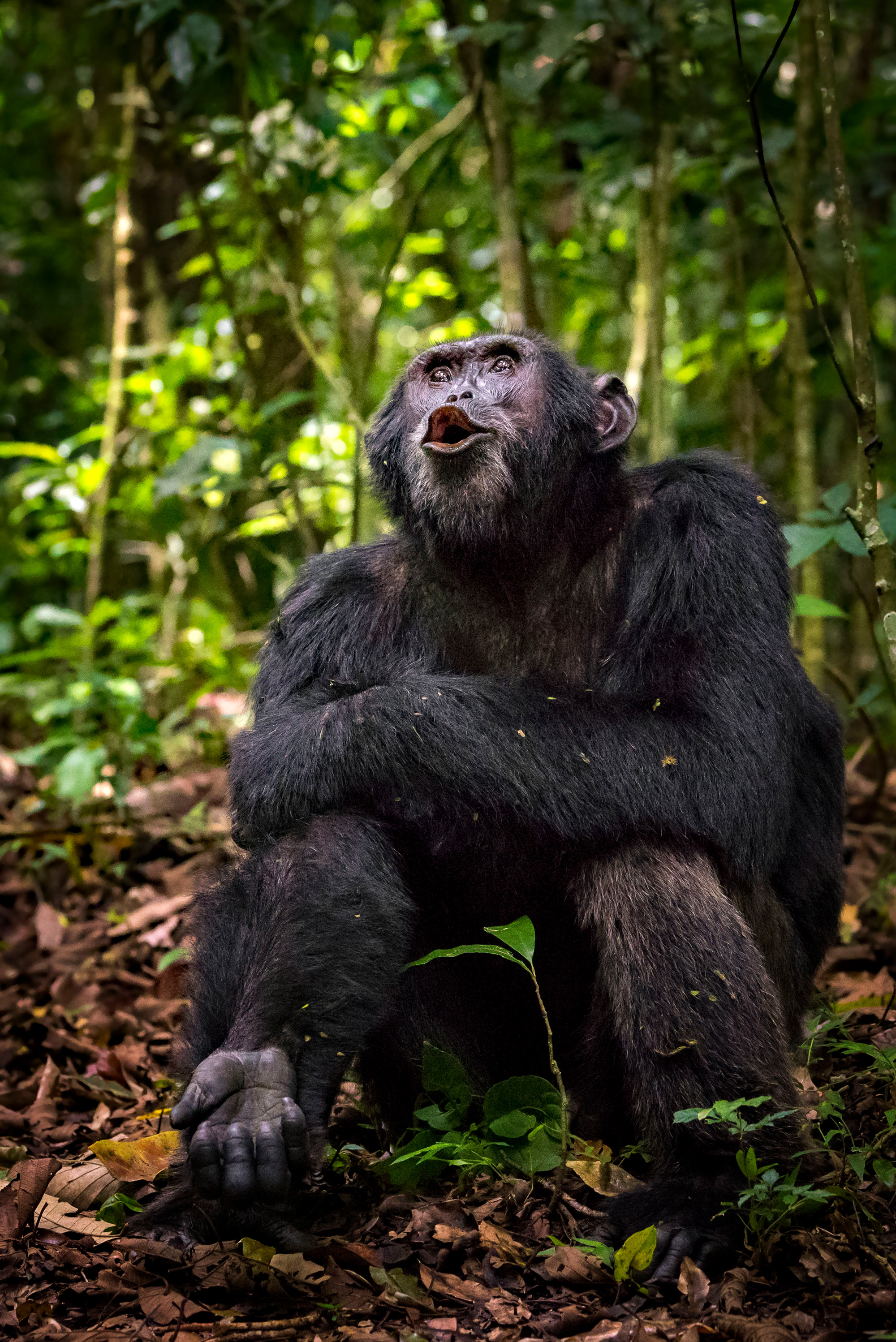 A chimpanzee in Kibale National Park, Uganda © Yaron Schmid