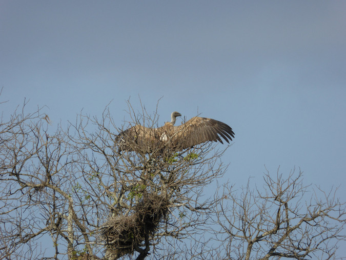 White-backed vulture by nesting site © Regina Hart