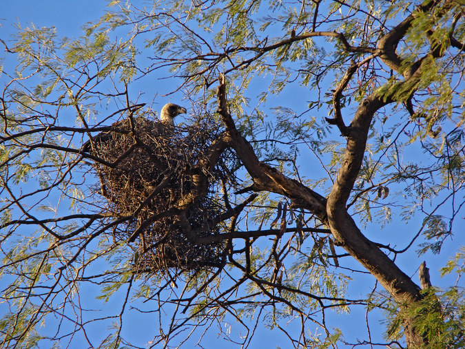 A white-backed vulture sitting in a nest © Dutchbaby/Flickr