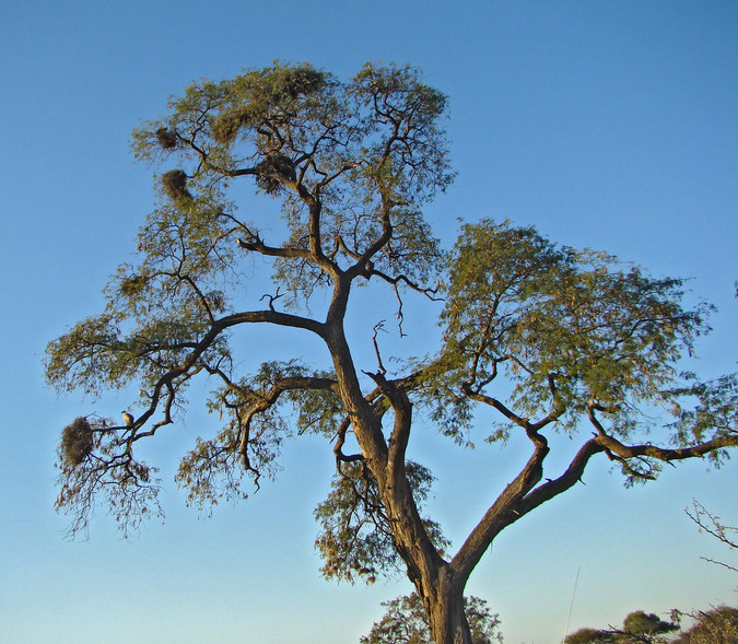 A tree containing a number of white-backed vulture nests © Dutchbaby/Flickr