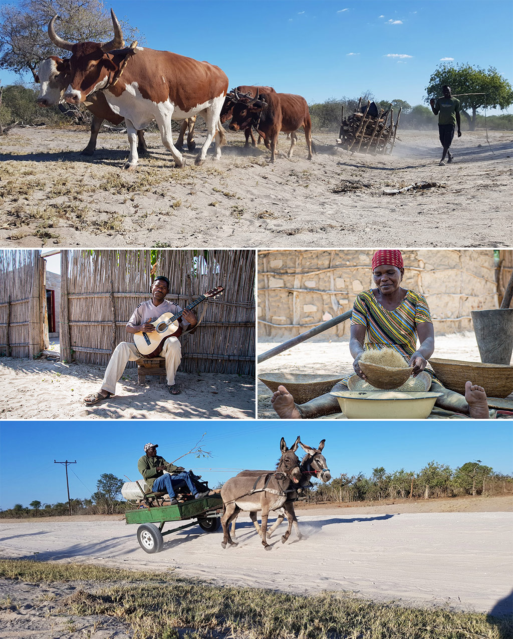 Rhino Rescue: Changing the Future for Endangered Wildlife by Garry Hamilton  - HC