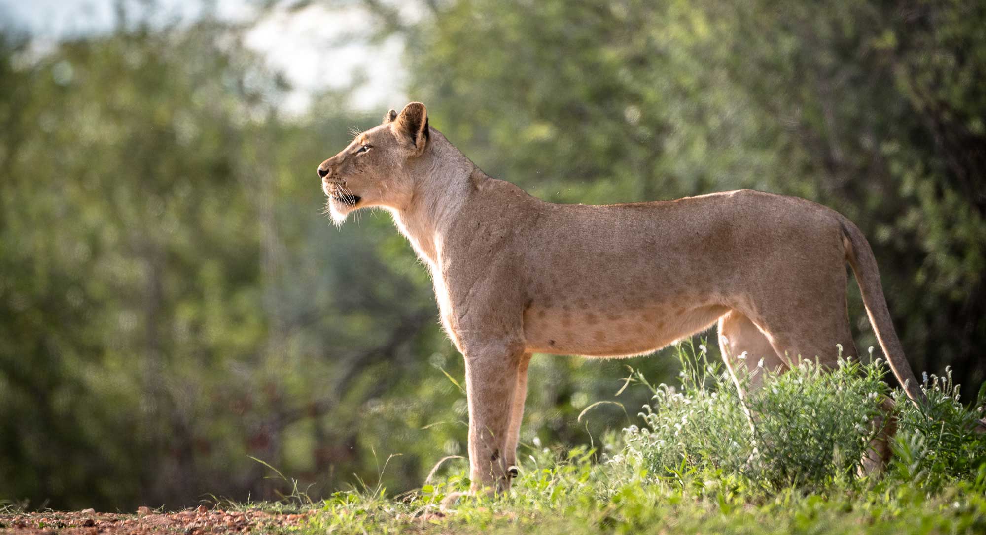 The Fearless and Fierce Honey Badger: Nature's Most Tenacious Creature, by  Thomas Crane