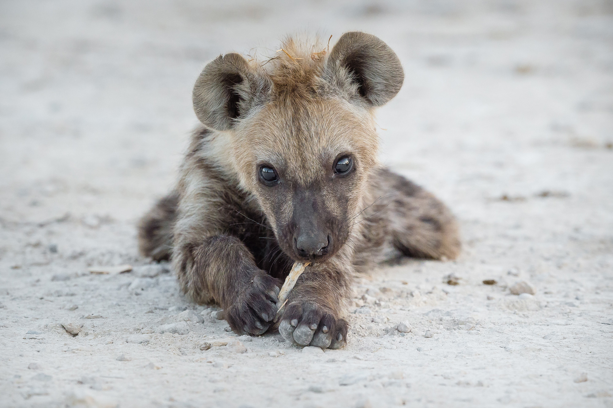 A hyena cub in Etosha National Park, Namibia