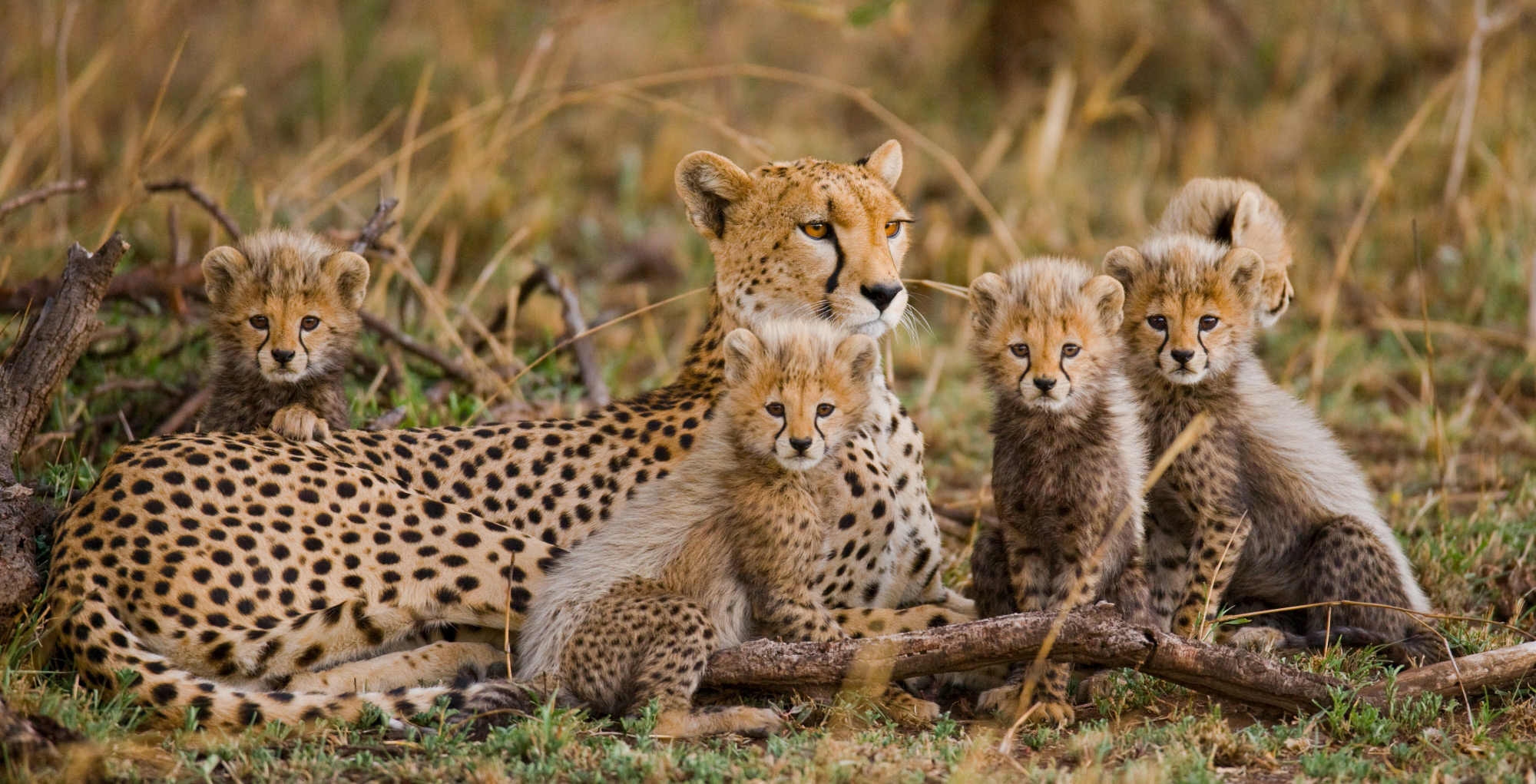 A cheetah mother with her cubs in Serengeti National Park, Tanzania