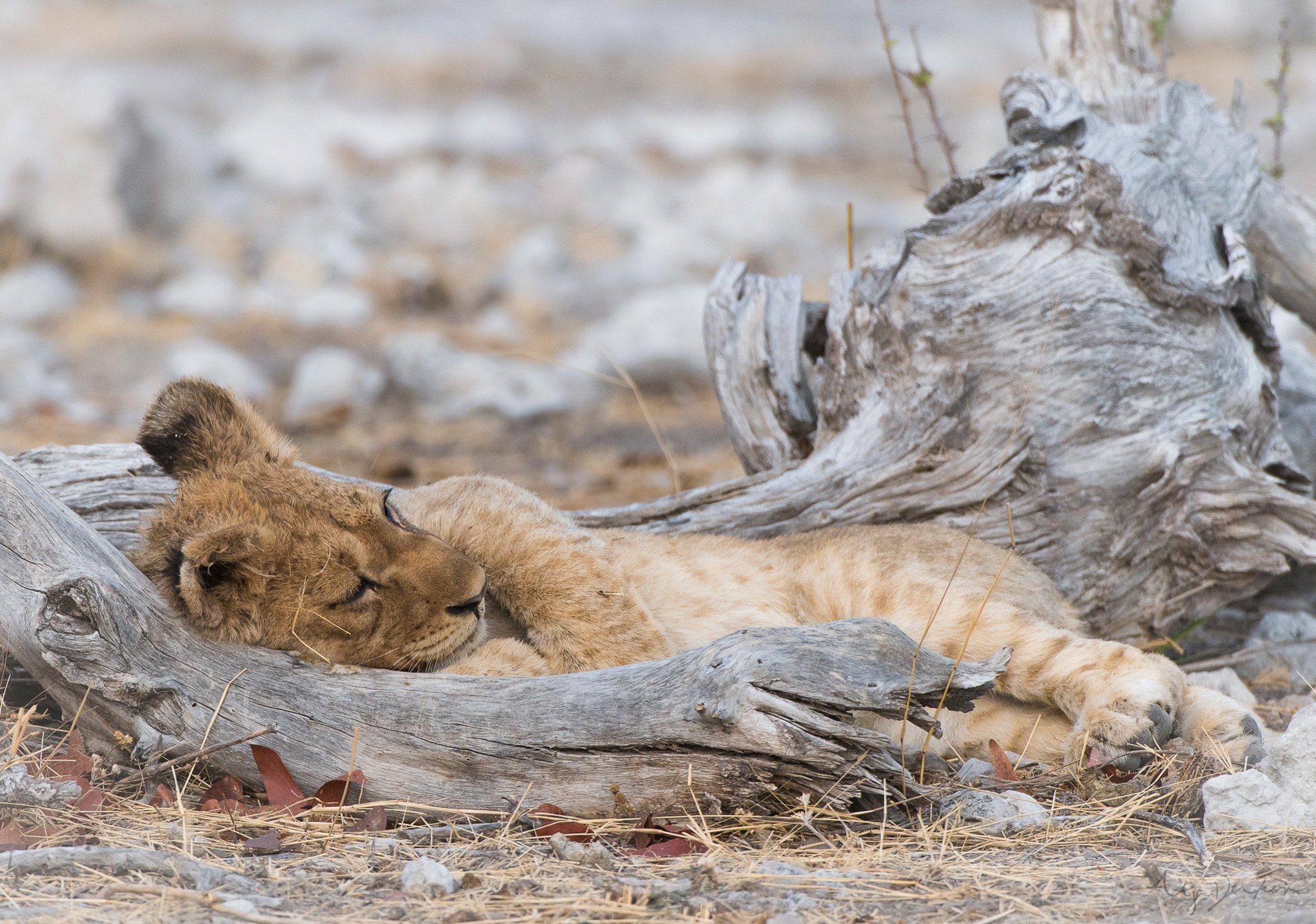 A lion cub fast asleep between the branches of a fallen tree, Etosha National Park, Namibia