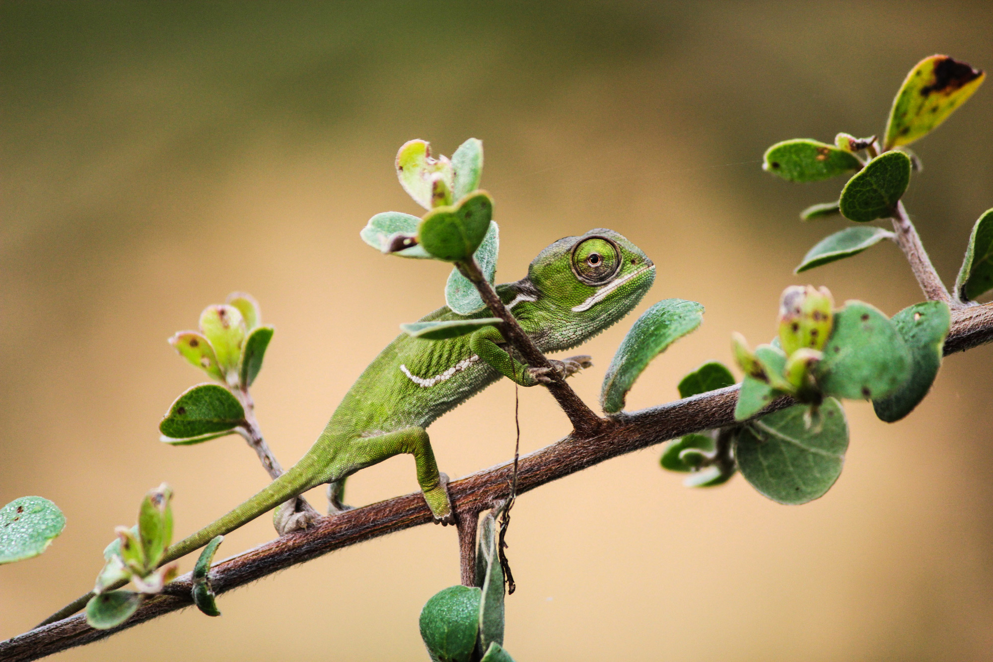 A baby chameleon photographed during the day in Balule Private Nature Reserve, South Africa
