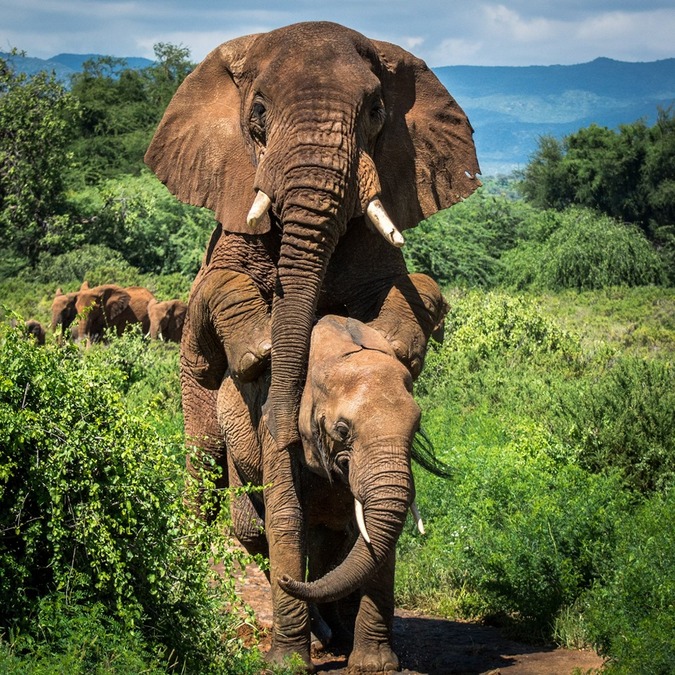 Large bull elephant mating in Samburu National Park, Kenya