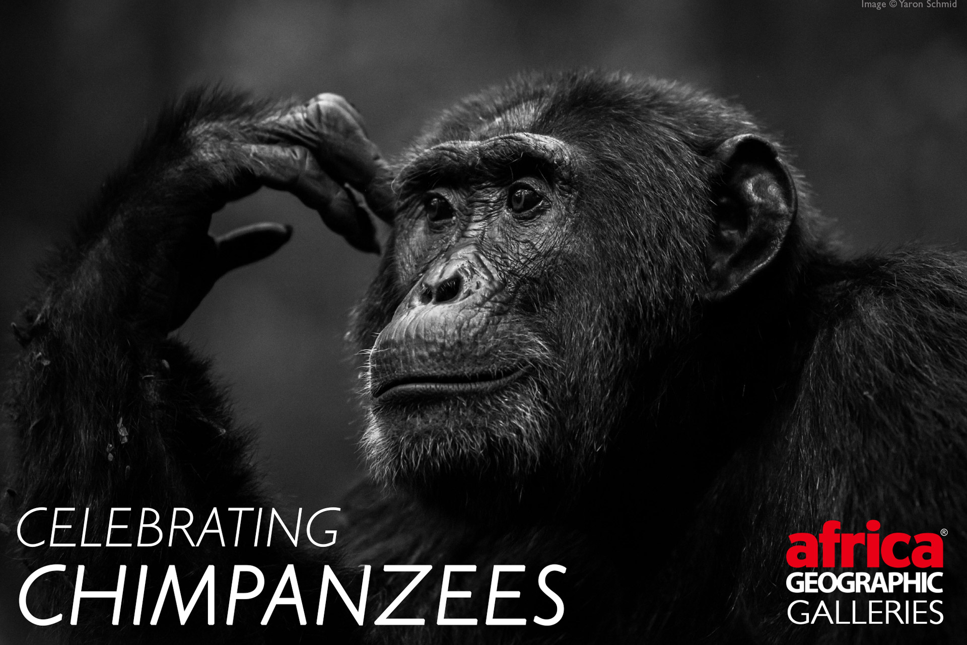 Celebrating Chimpanzees Africa Geographic 