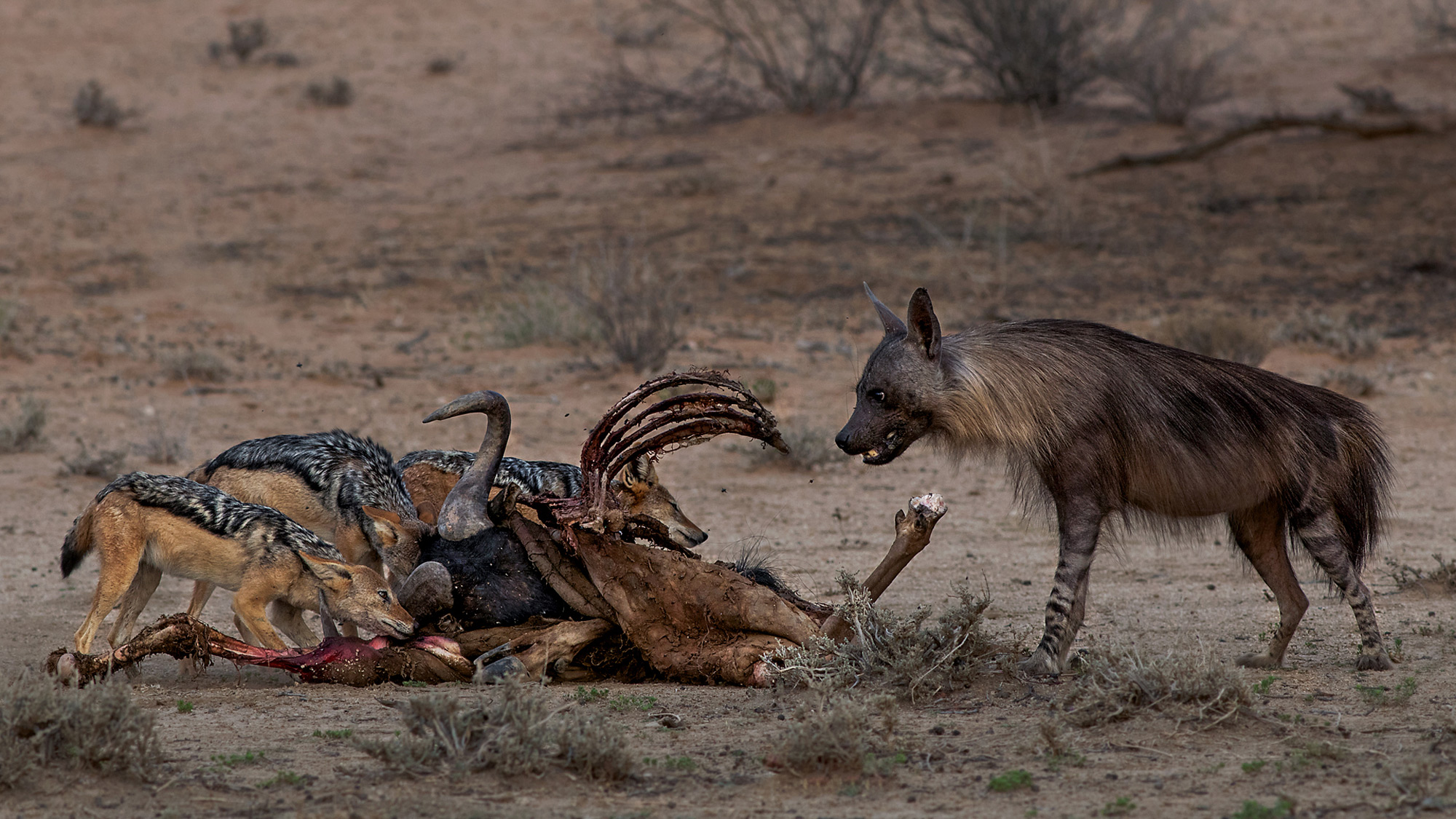 A brown hyena and black-backed jackals at a carcass in Kgalagadi Transfrontier Park