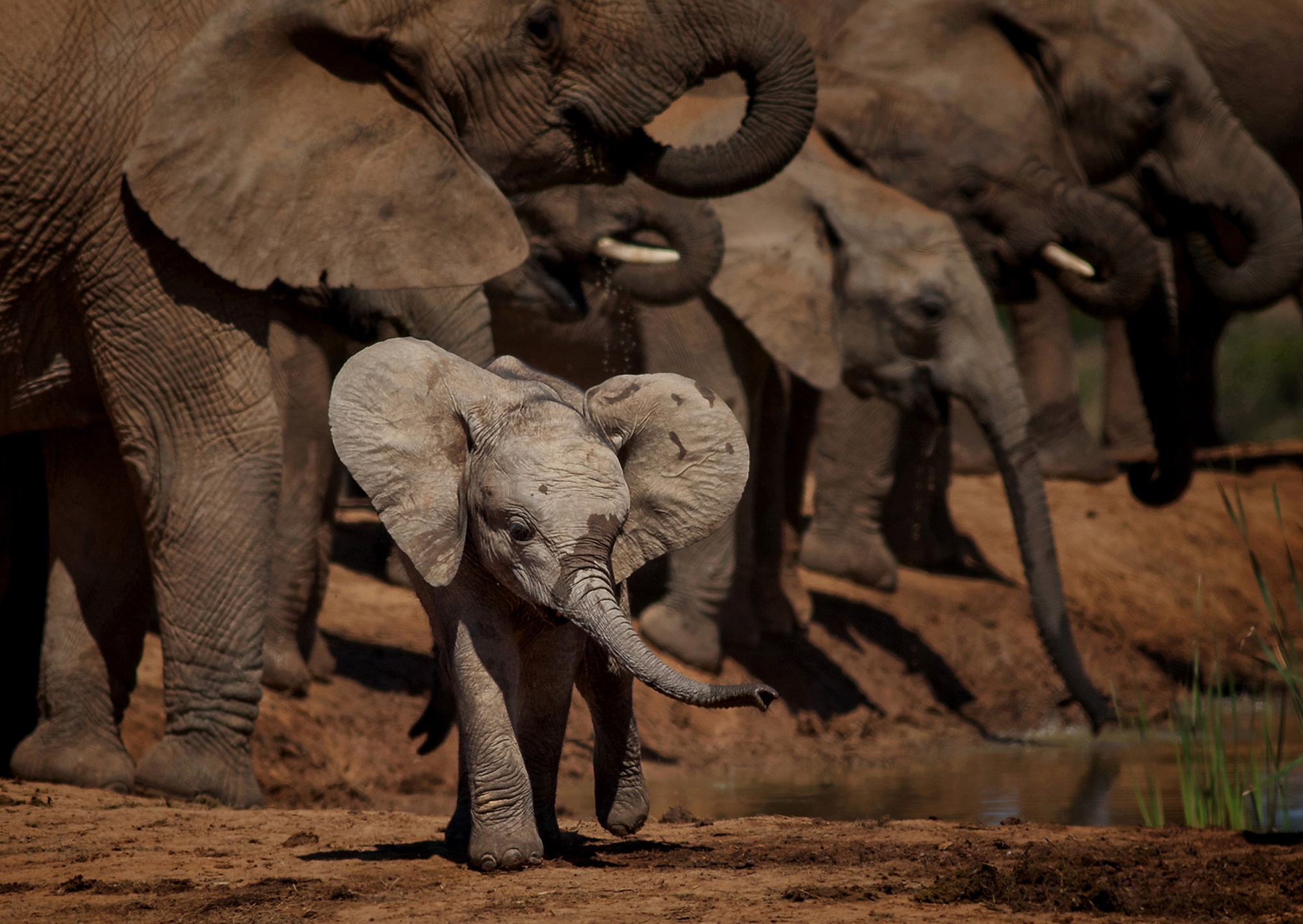 A young, playful elephant runs around the waterhole at Addo Elephant National Park, South Africa