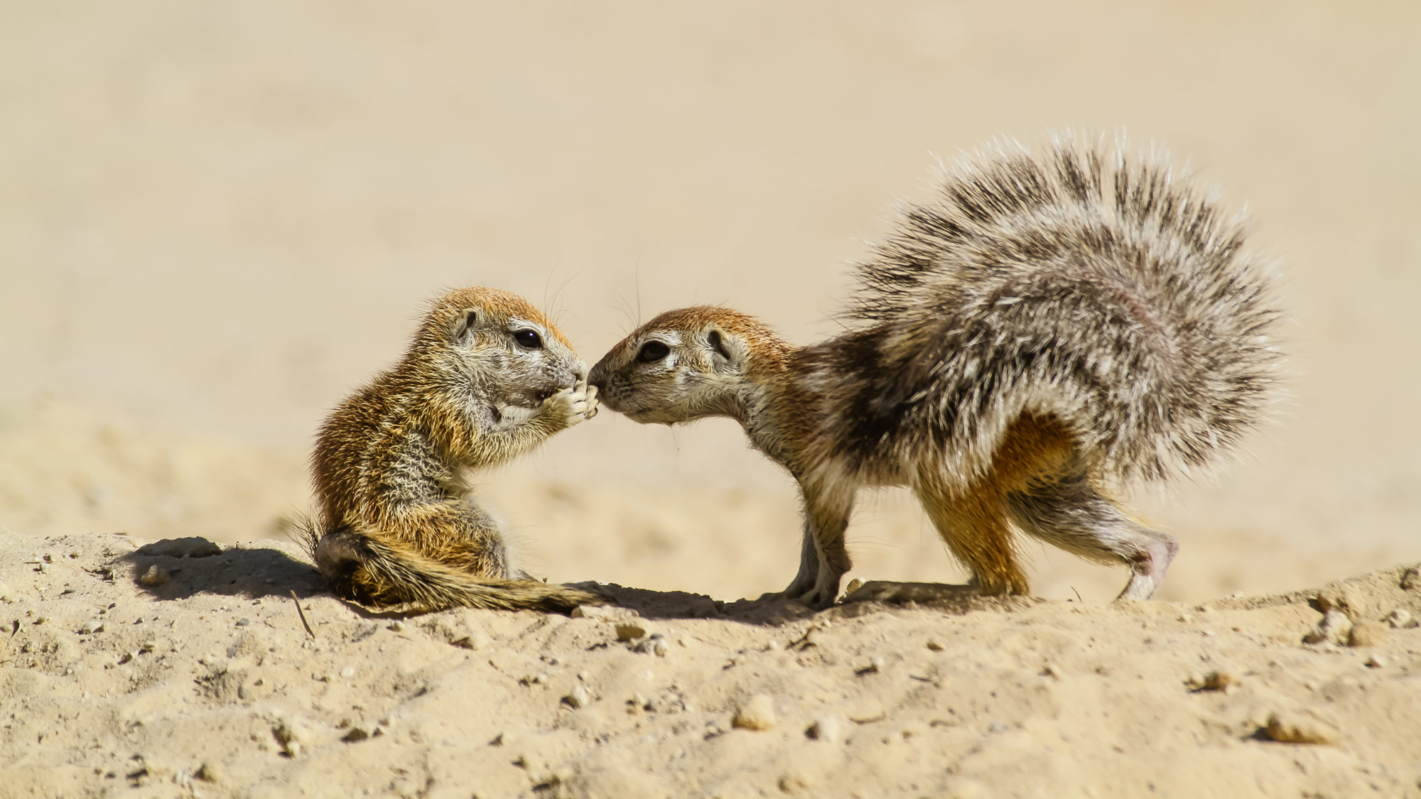 Two Cape ground squirrels 'kiss' in Kgalagadi Transfrontier Park, South Africa