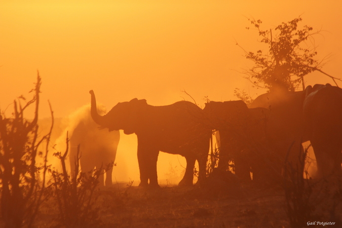 Elephants at sunset