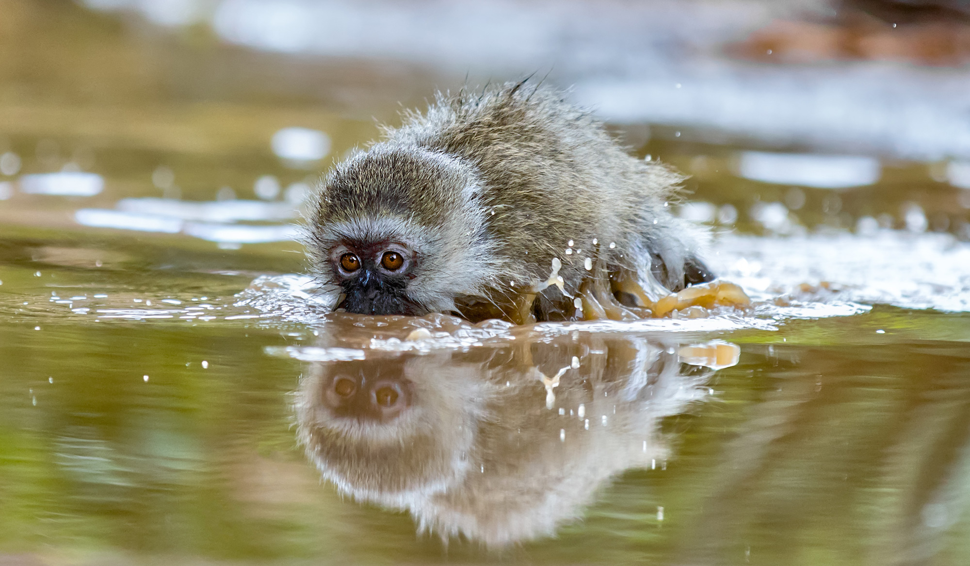 “Monkey submarine” – a juvenile vervet monkey plays in a puddle of rainwater in Kruger National Park, South Africa