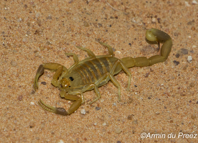 A female lesser thick-tailed scorpion (Uroplectes gracilior). scorpions
