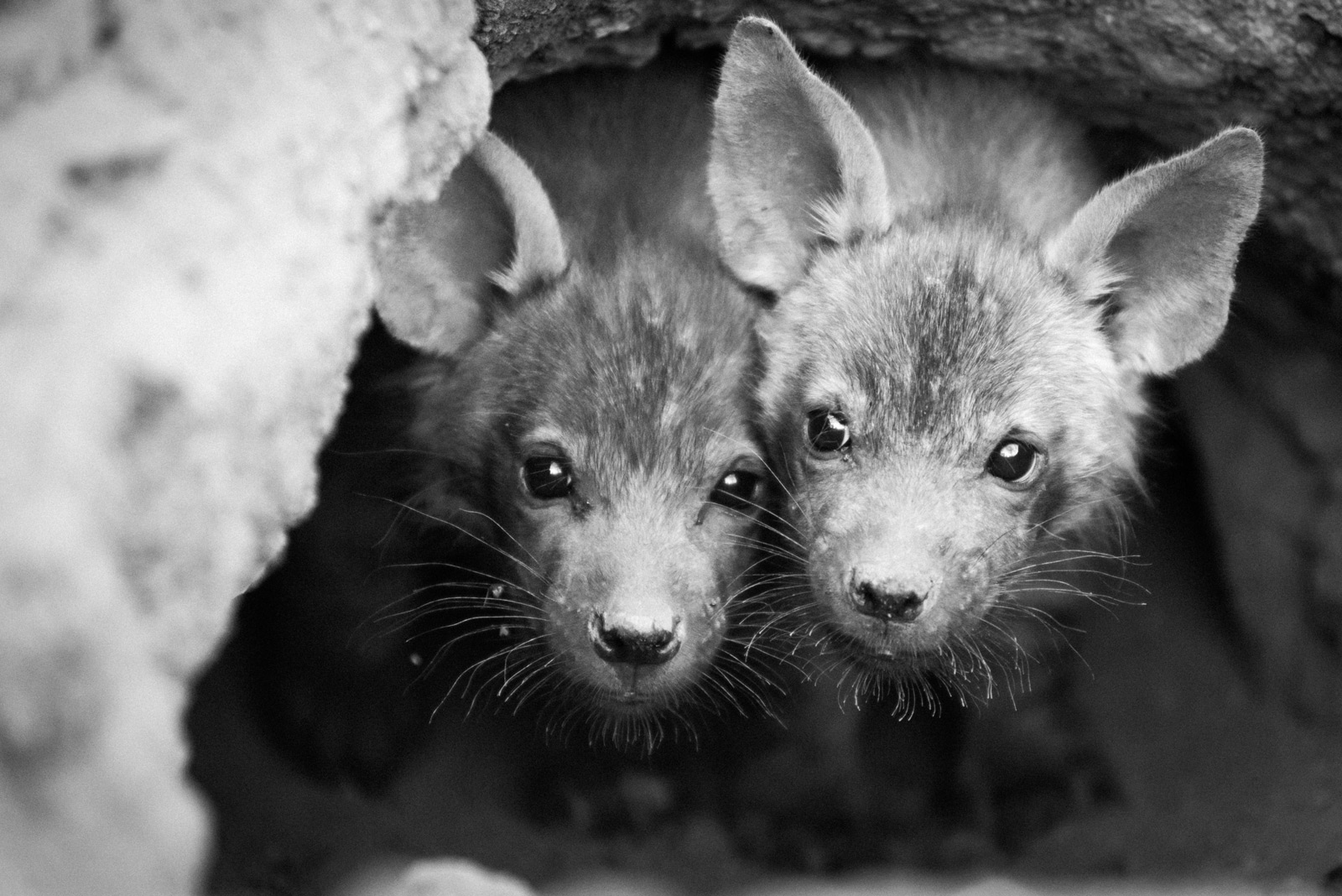 Brown hyena pups in their den on a private farm in Limpopo, South Africa