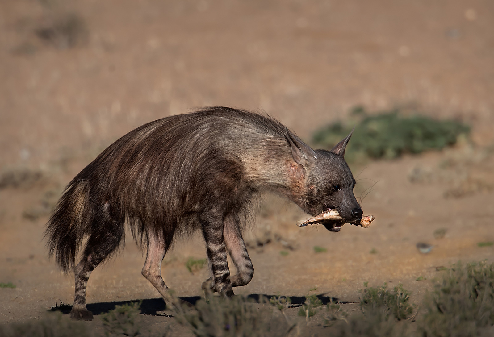 A brown hyena carrying a bone in Kgalagadi Transfrontier Park