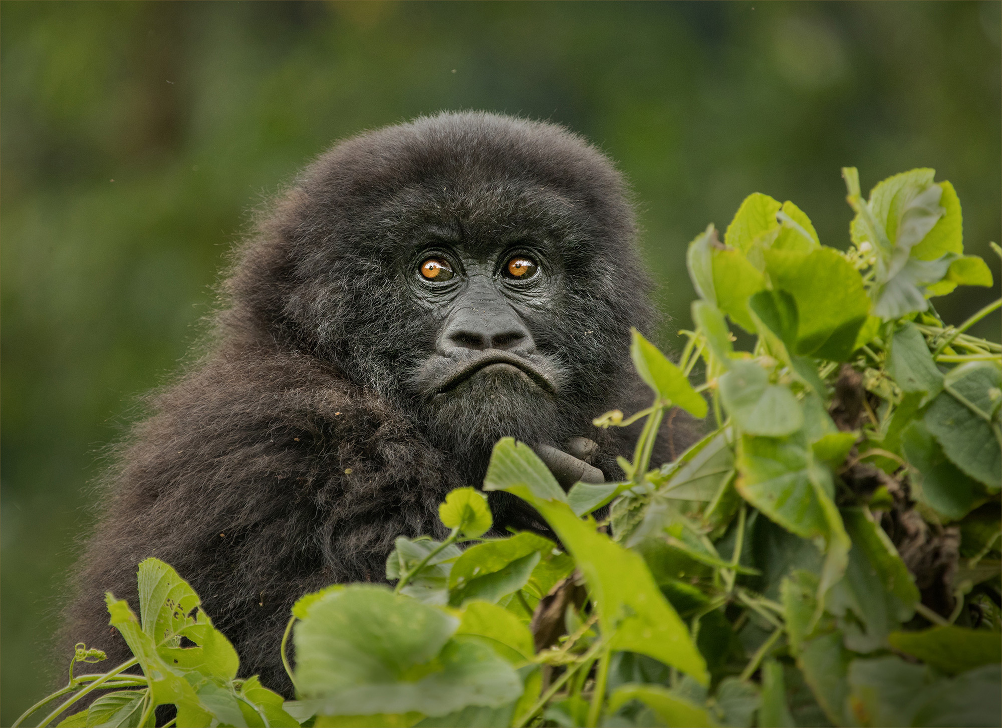 A juvenile mountain gorilla watches others play from a distant treetop in Virunga National Park, DR Congo