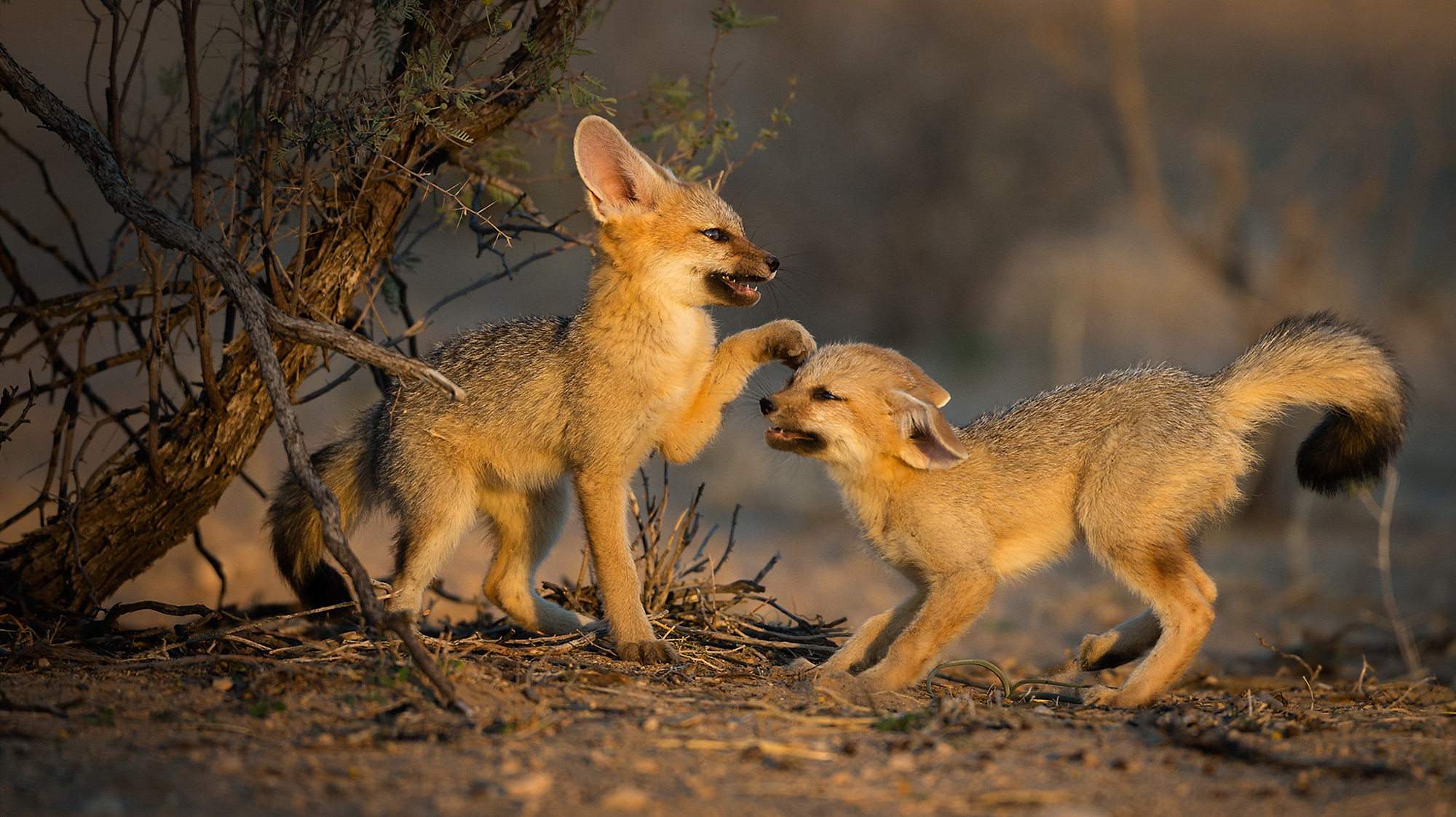 Two young Cape foxes play in Kgalagadi Transfrontier Park, South Africa