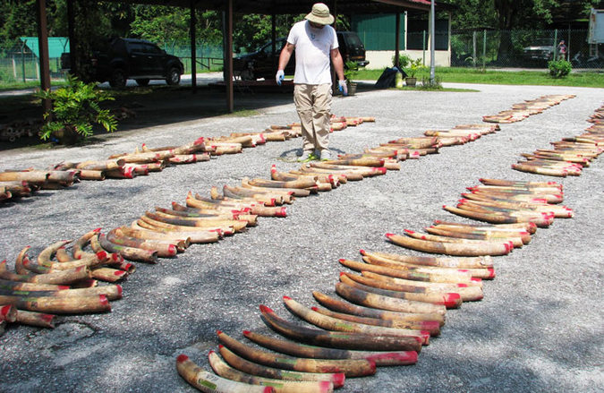 Conservation biologist Samuel Wasser surveys ivory tusks from a six-tonne seizure of the contraband that was made in Malaysia in 2012