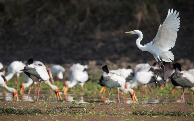 A great egret in search of fish, while yellow-billed storks  patiently wait for any sign of prey in South Luangwa National Park, Zambia © WWF Zambia