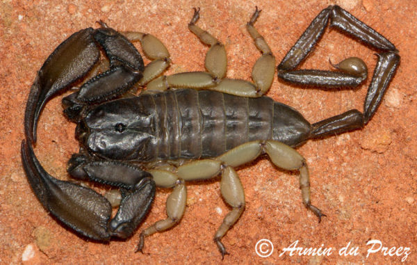 Scorpions: facts you need to know - Africa Geographic