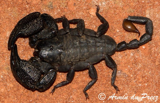 A male Drakensberg creeper scorpion (Opisthacanthus validus). scorpions
