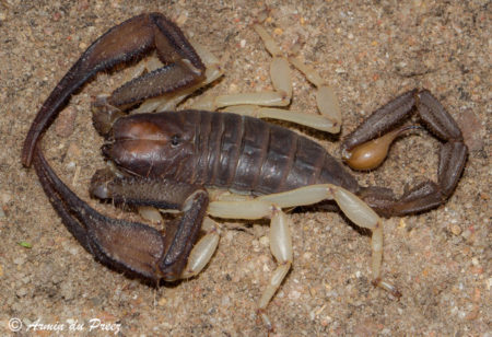 Scorpions: facts you need to know - Africa Geographic