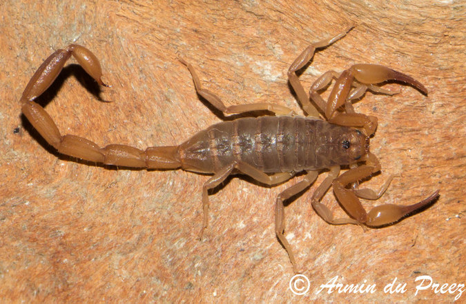 A plain pygmy-thick-tail scorpion (Pseudolychas ochraceus). scorpions