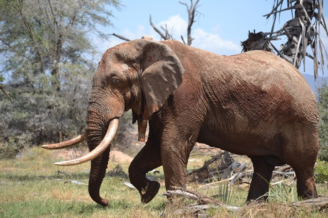 A bull elephant in Samburu National Park, Kenya