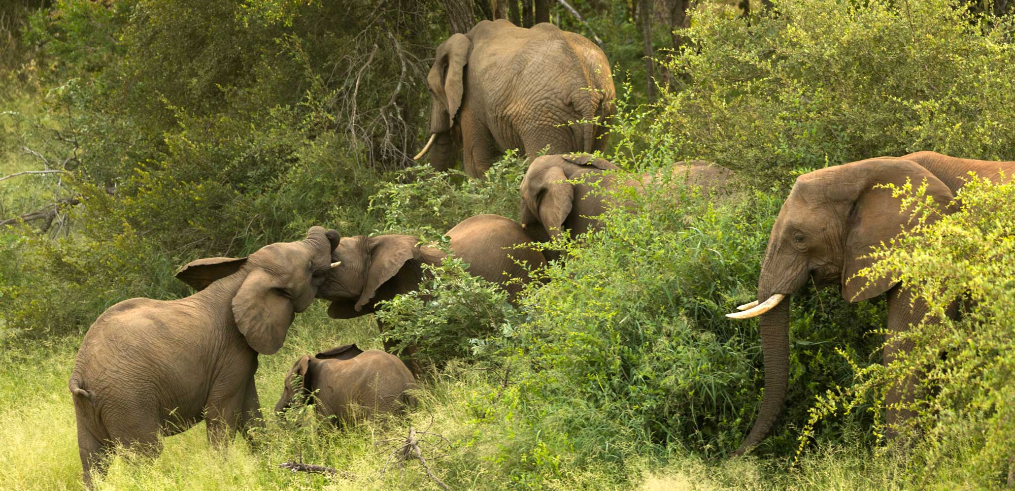 Walking safari