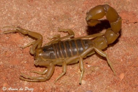 Scorpions: facts you need to know - Africa Geographic