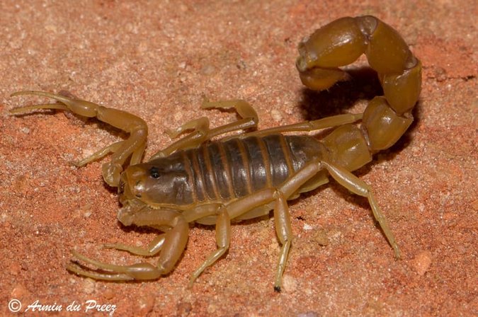 A highly venomous thick-tailed scorpion (Parabuthus calvus). scorpions