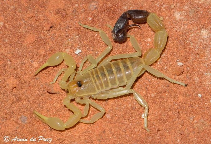 Thick-tailed scorpion (Parabuthus laevifrons)