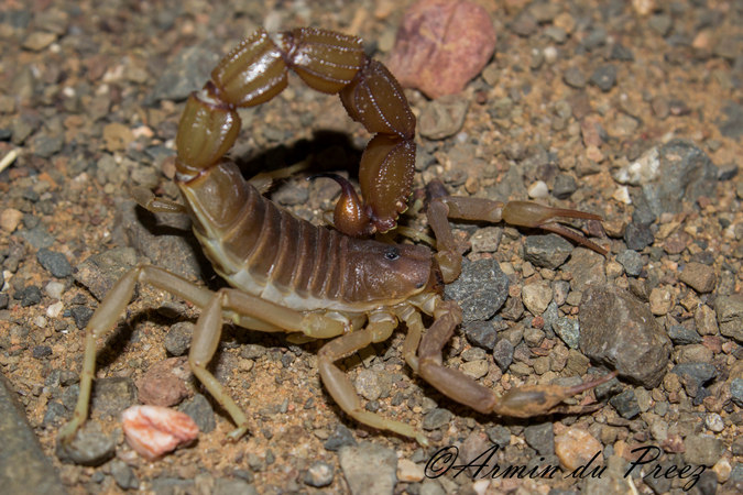 A granulated thick-tailed scorpion (Parabuthus granulatus). scorpions