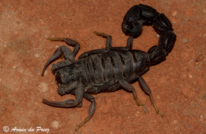 Transvaal thick-tailed scorpion (Parabuthus transvaalicus). scorpions