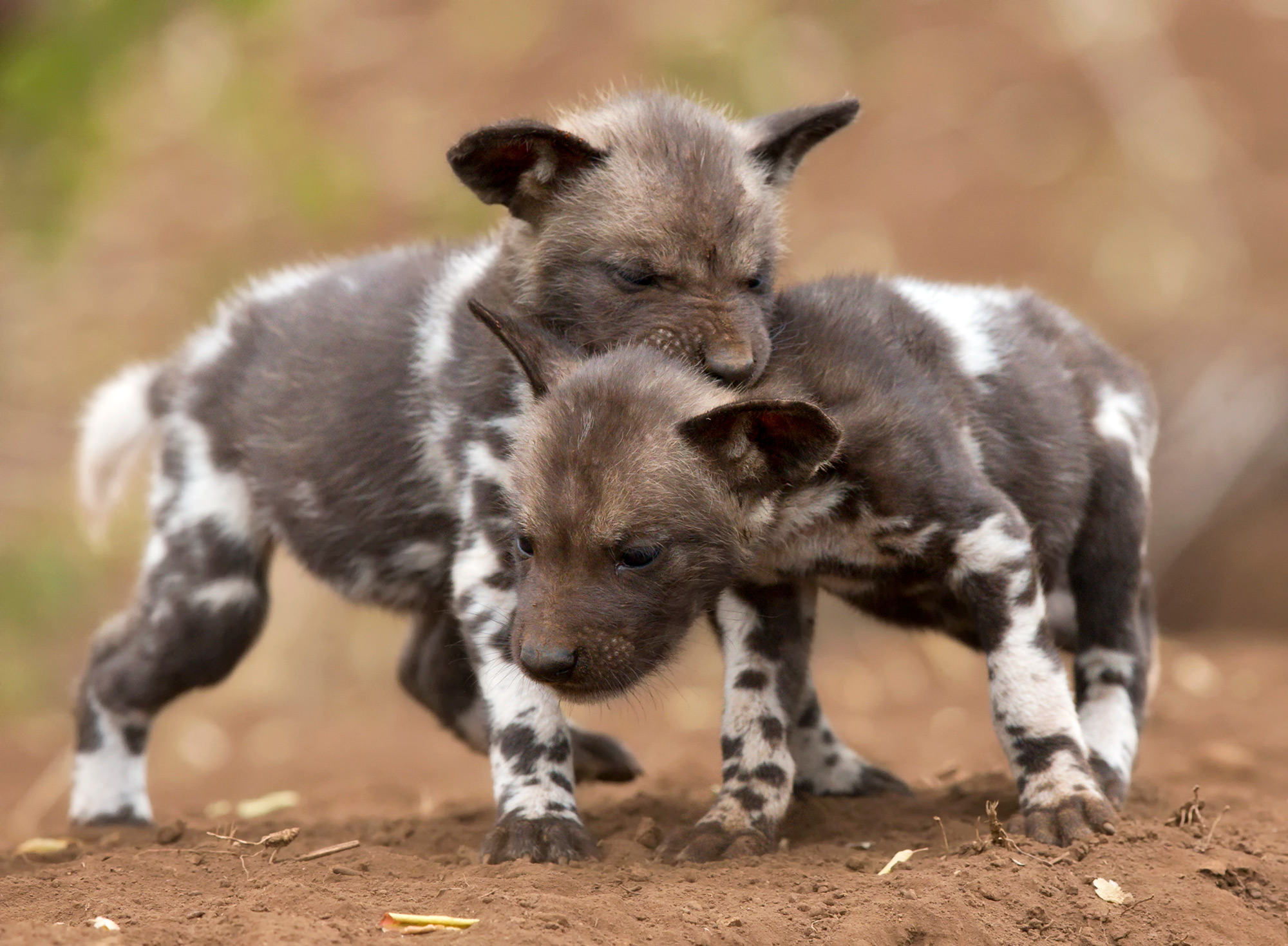 Painted wolf (African wild dog) puppies play in Zimanga Private Game Reserve, South Africa