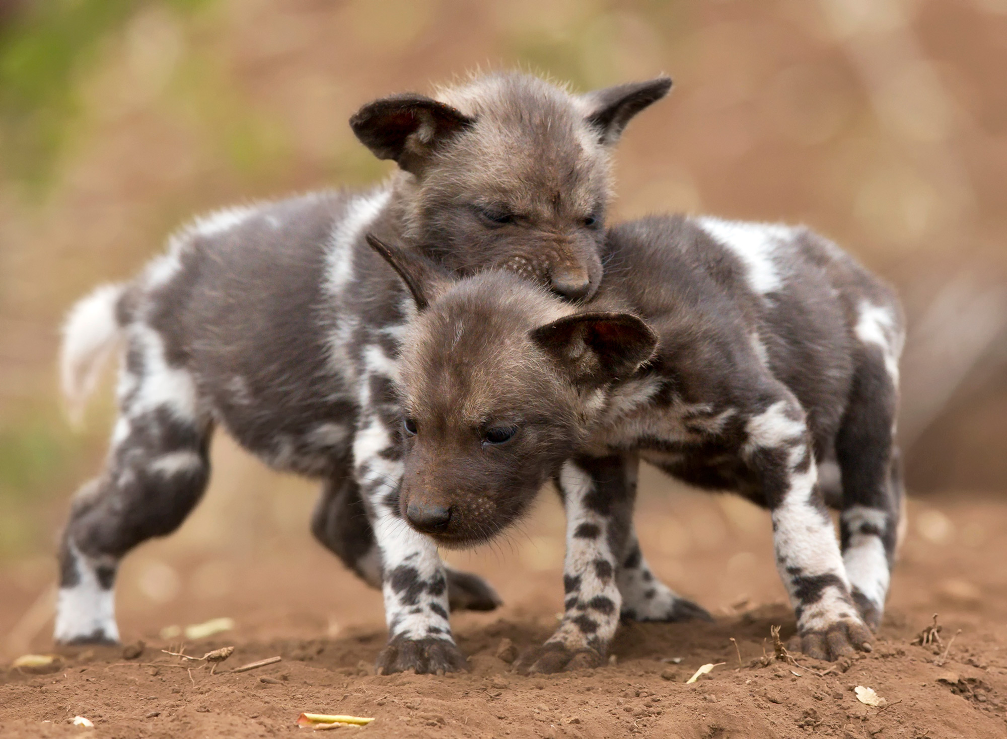 celebrating-africa-s-wild-babies-africa-geographic