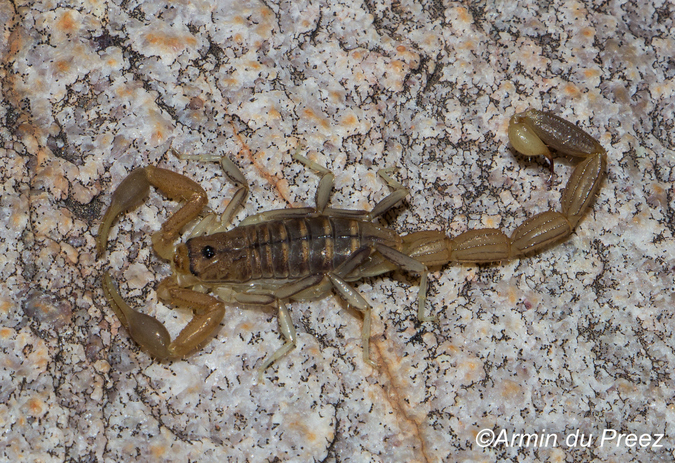 Common lesser thick-tailed scorpion (Uroplectes carinatus) scorpions