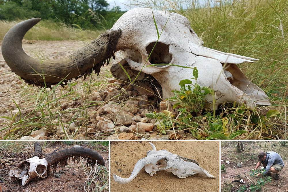 The Fearless and Fierce Honey Badger: Nature's Most Tenacious Creature, by  Thomas Crane