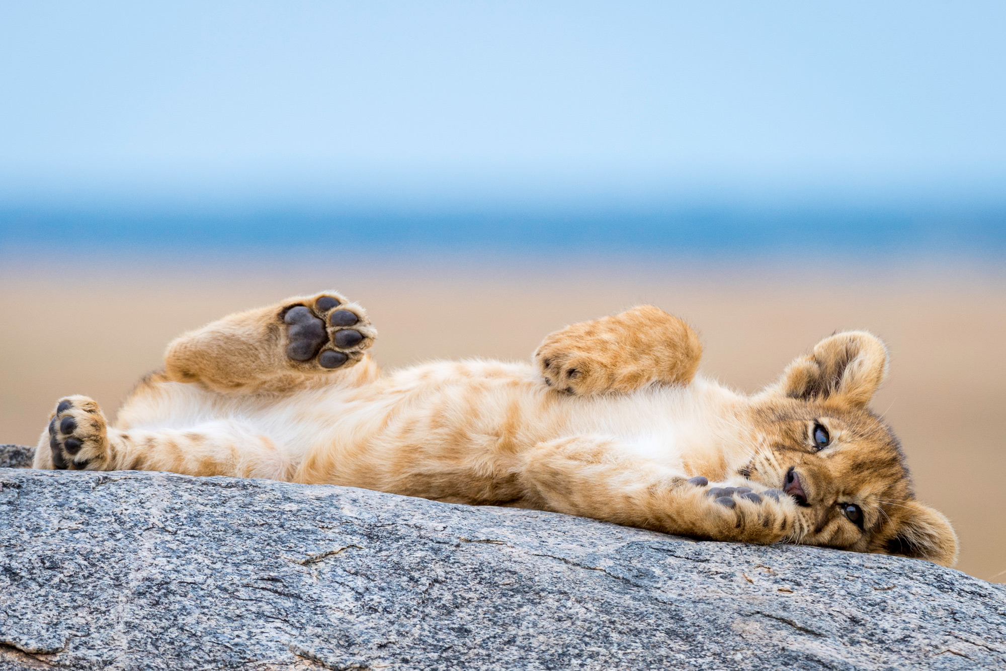 A lion cub relaxes on a rock in Serengeti National Park, Tanzania