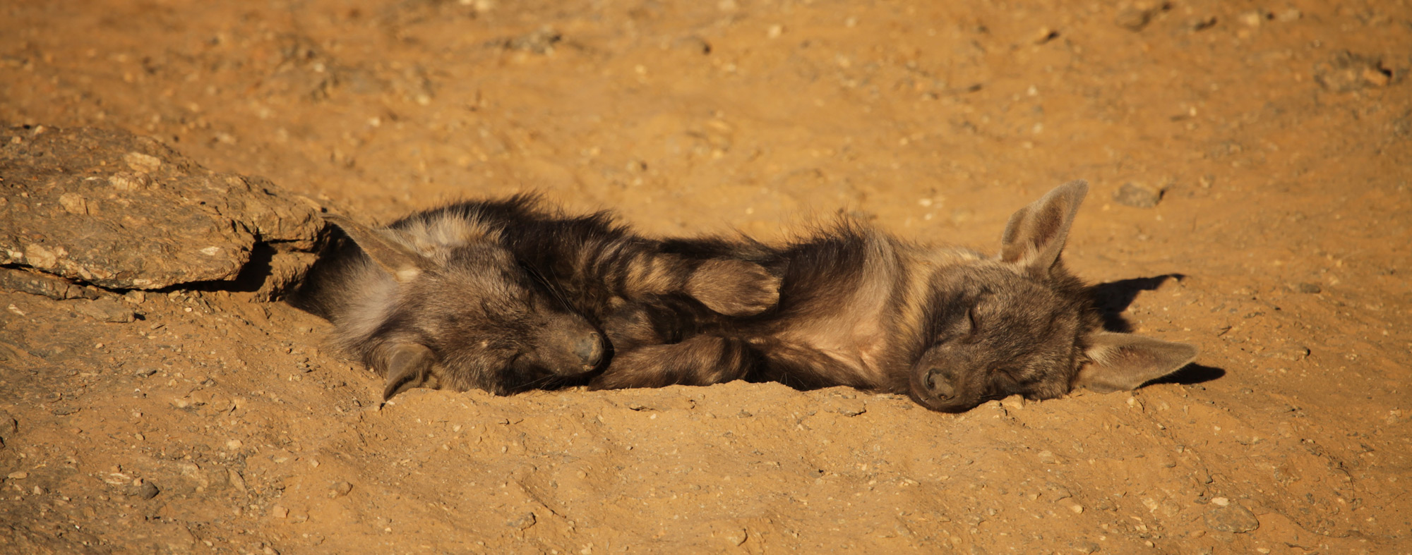 Two young brown hyenas take a nap at the entrance to their den