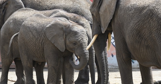 Elephants in a zoo