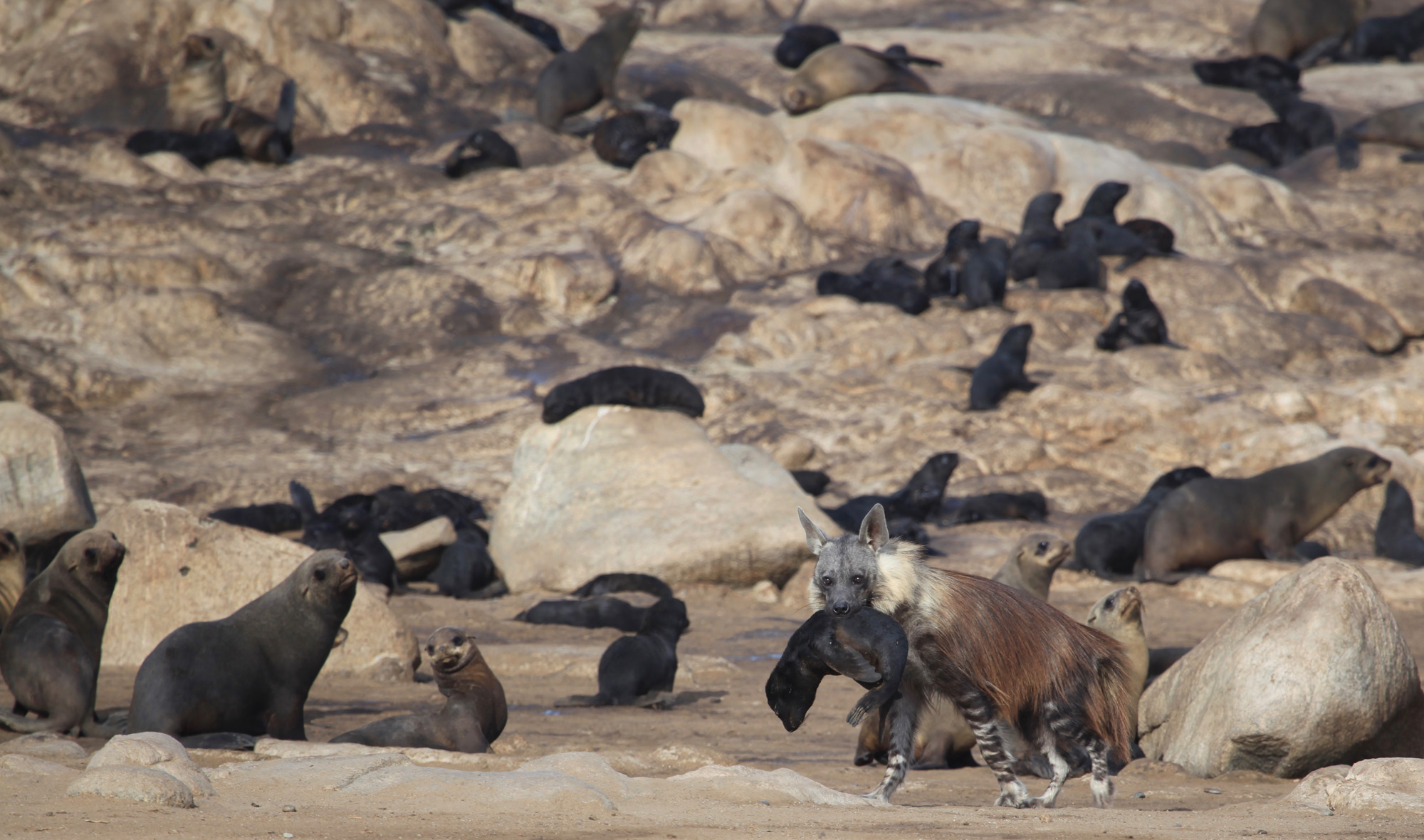 Brown hyena with Cape fur seal pup