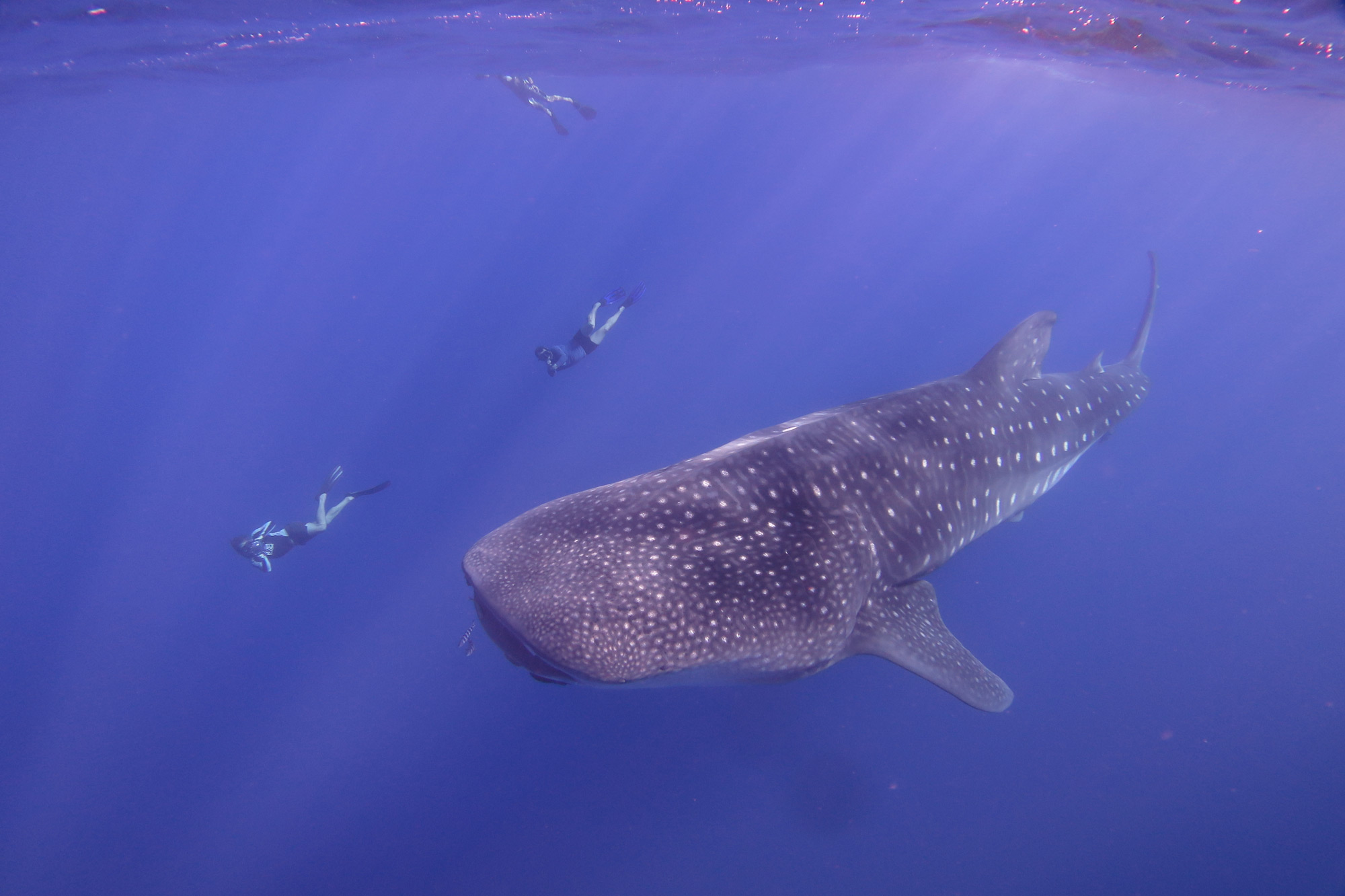 A whale shark and three people snorkelling off the coast of St. Helena